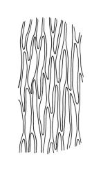 Eurhynchium asperipes, mid laminal cells of stem leaf. Drawn from A.J. Fife 6828, CHR 449024.
 Image: R.C. Wagstaff © Landcare Research 2019 CC BY 3.0 NZ